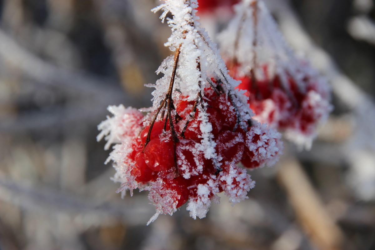 Kalte erste Dezemberdekade